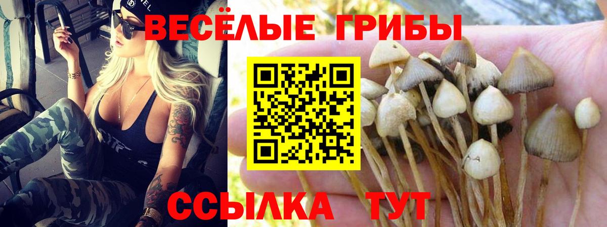 Псилоцибиновые грибы Psilocybe  Вход с VPN  Строитель 